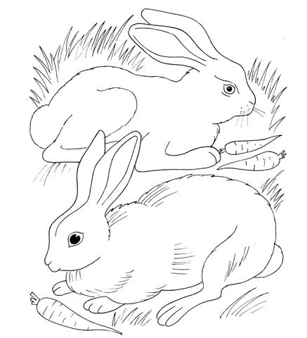 Rabbits Eating Carrots Coloring Page